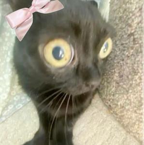 very cutesy very demure🎀